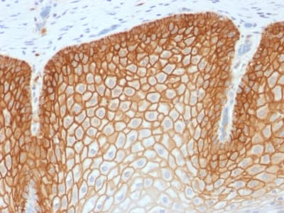 CD44 Antibody (clone CD44v4/1700R, Azide-free, Carrier-free)
