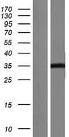 FAM212B Protein (Over-Expression Lysate Myc-DDK (Flag))