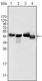 APOA4 Antibody (Amino Acid: 21-396, clone 1D4C11)