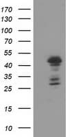 ELK3 / NET Antibody (clone OTI1A6)