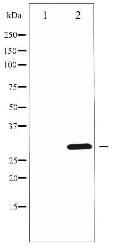 CCND3 / Cyclin D3 Antibody (phospho-Thr283)