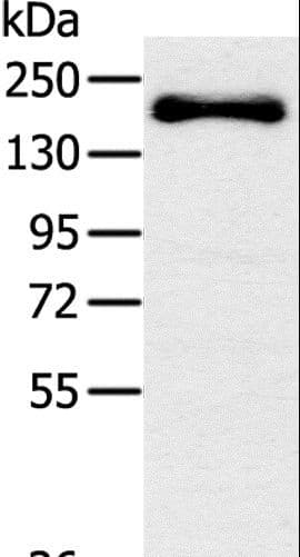 SLIT2 Antibody