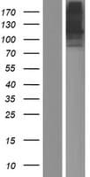 PTPRN2 / Phogrin Protein (Over-Expression Lysate Myc-DDK (Flag))