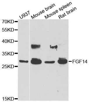 FGF14 Antibody