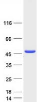 Human SERPINB4 / SCCA1+2 Protein (Recombinant Myc-DDK (Flag))