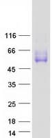 Human SLAMF7 / CRACC Protein (Recombinant Myc-DDK (Flag))