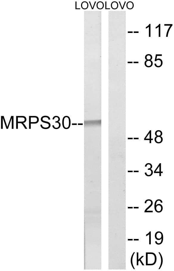 MRPS30 Antibody (aa390-439)