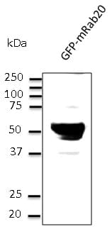 RAB20 Antibody (C-Terminus)