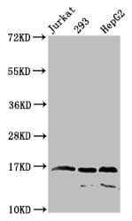 HIST1H4I Antibody