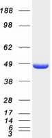 Human HMBS / PBGD Protein (Recombinant Myc-DDK (Flag))