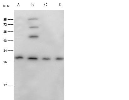 Polyclonal Rabbit anti-Human BCL10 / BCL-10 Antibody (Preservative Free, WB)
