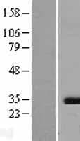 CASP3 / Caspase 3 Protein (Over-Expression Lysate Myc-DDK (Flag))