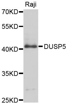 DUSP5 Antibody