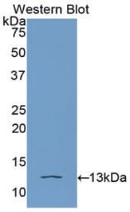 HMGIY / HMGA1 Antibody (aa3-107, APC)