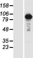 UBASH3B / STS-1 Protein (Over-Expression Lysate Myc-DDK (Flag))