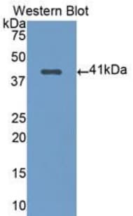 NFKB2 Antibody (aa38-343, PE)