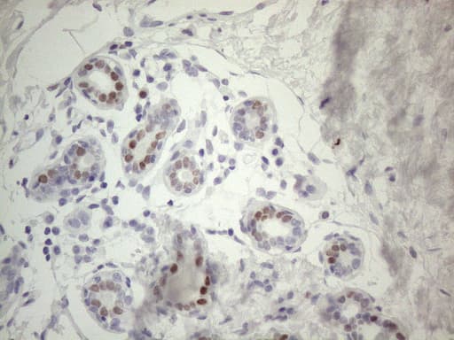 FOS / c-FOS Antibody (clone OTI1E3)