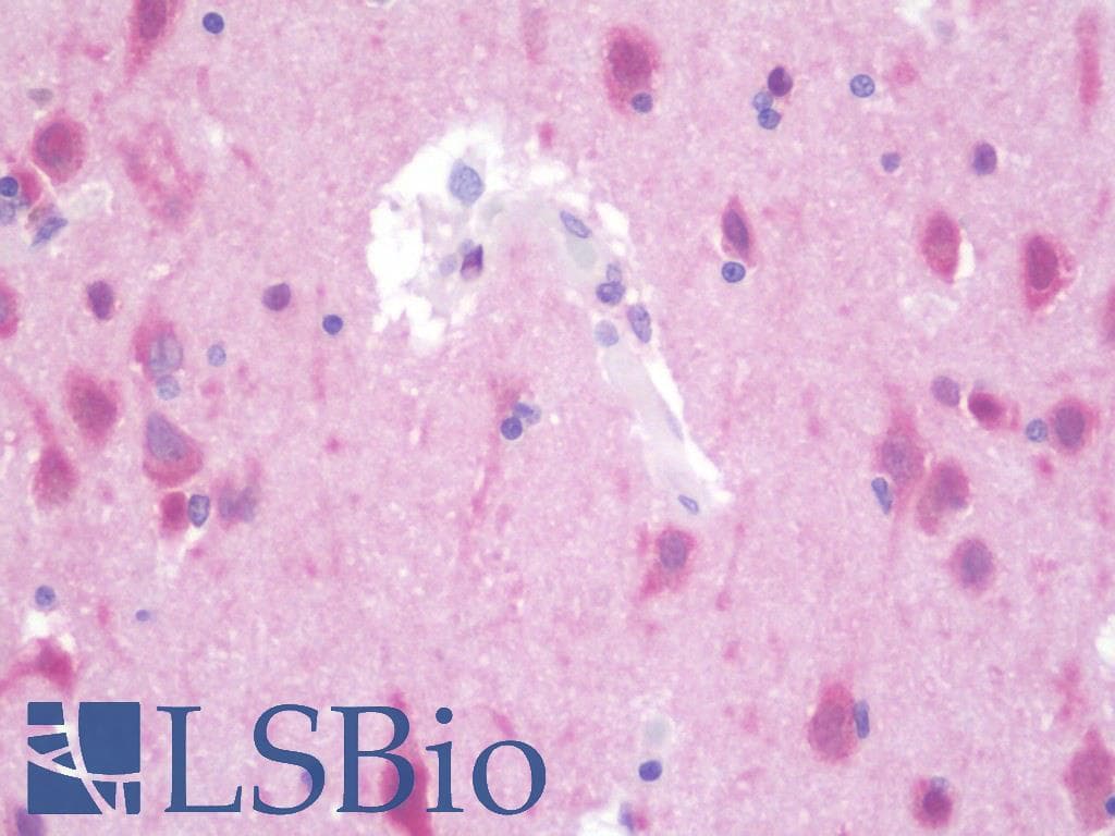 IHC-plus™ FGF2 / Basic FGF Antibody (clone 3D9)