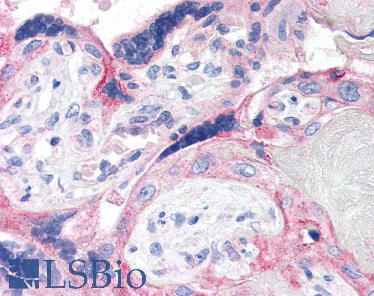 IHC-plus™ CRH / CRF Antibody (C-Terminus)