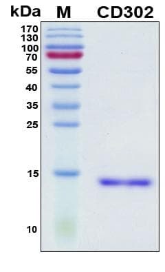 Human CD302 Protein (Recombinant His, N-Terminal)