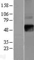 IFNGR2 Protein (Over-Expression Lysate Myc-DDK (Flag))