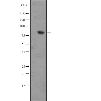 IL17RD Antibody