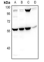 PHAX Antibody