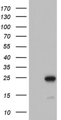 ARFL3 / ARL3 Antibody (aa2-182, clone OTI2A9)
