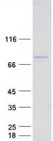 Human DDX3 / DDX3X Protein (Recombinant Myc-DDK (Flag))