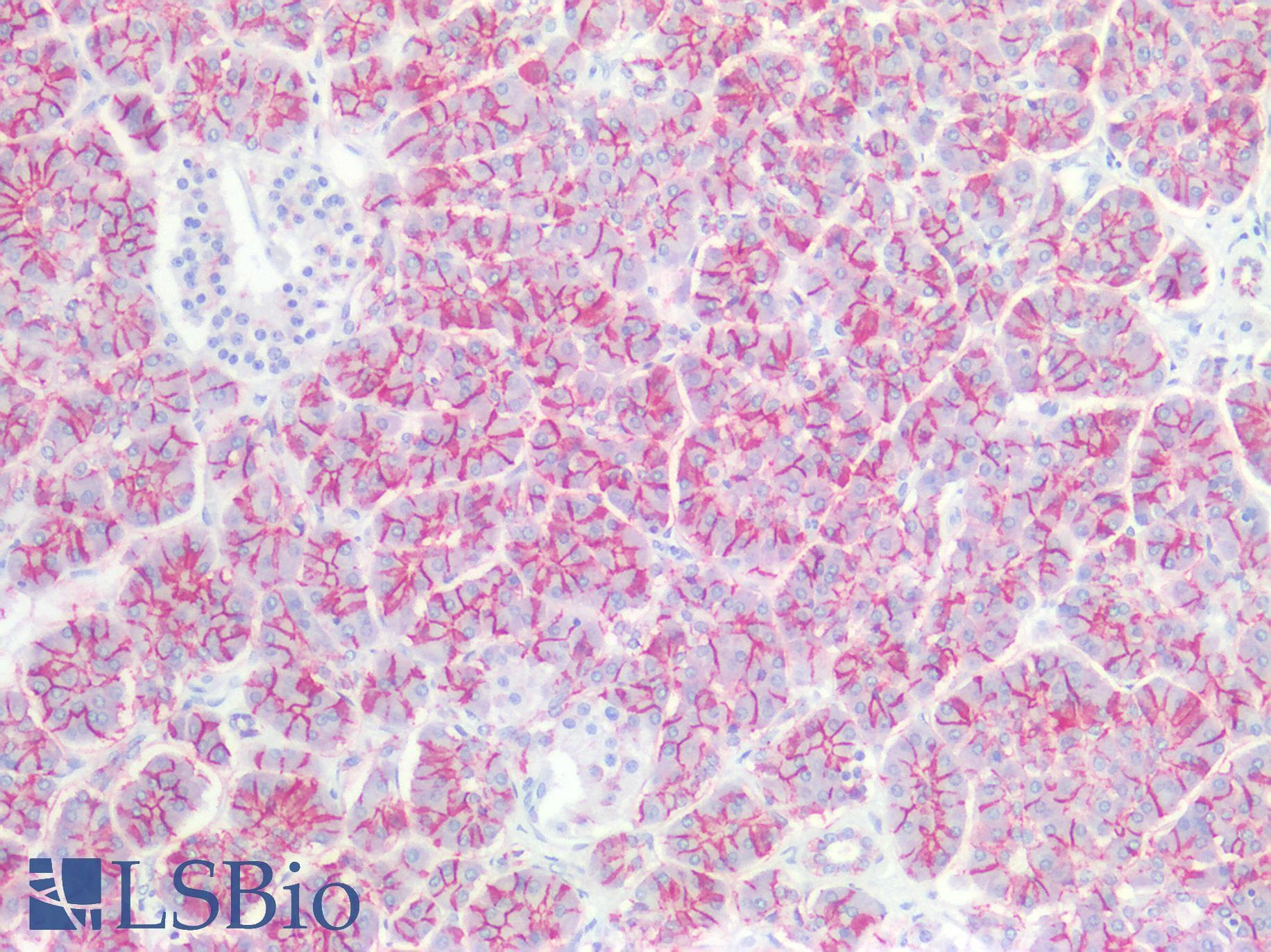 IHC-plus™ CLDN4 / Claudin 4 Antibody (C-Terminus)