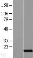 C2orf76 Protein (Over-Expression Lysate Myc-DDK (Flag))