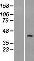 PELO Protein (Over-Expression Lysate Myc-DDK (Flag))
