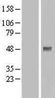 PDPK1 / PDK1 Protein (Over-Expression Lysate Myc-DDK (Flag))