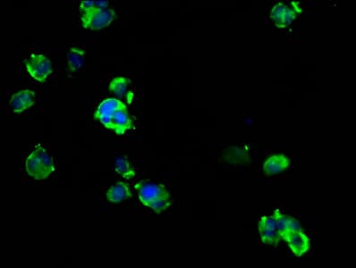 ARRDC1 Antibody