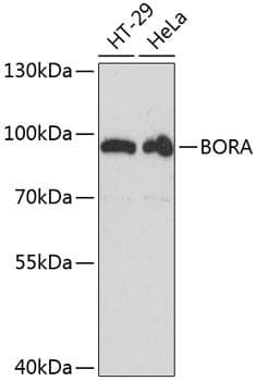 Polyclonal Rabbit anti-Human C13orf34 / BORA Antibody (WB)