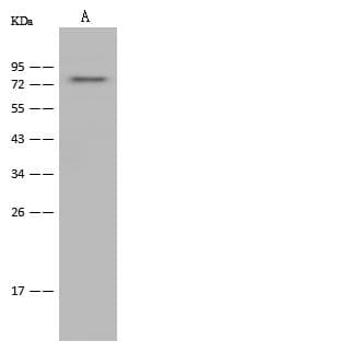 Polyclonal Rabbit anti-Mouse HSPA5 / GRP78 / BiP Antibody (IHC, WB)