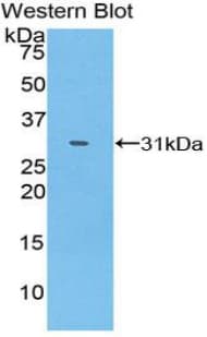 SHB Antibody (aa248-484)