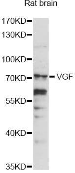 VGF Antibody