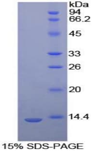 Bovine CASP6 / Caspase 6 Protein (Recombinant His)