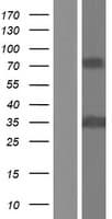 BCAP / PHF11 Protein (Over-Expression Lysate Myc-DDK (Flag))