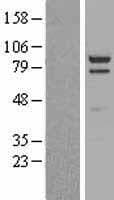 DLG4 / PSD95 Protein (Over-Expression Lysate Myc-DDK (Flag))