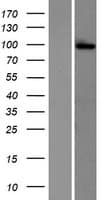 GRIK2 / GLUR6 Protein (Over-Expression Lysate Myc-DDK (Flag))