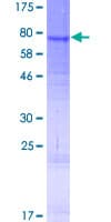 Human LIPI Protein (Recombinant GST)
