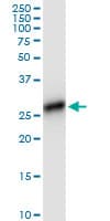 HLA-DRB4 Antibody (clone 4C8)