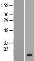TP53TG3 Protein (Over-Expression Lysate Myc-DDK (Flag))