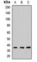 FGF2 / Basic FGF Antibody