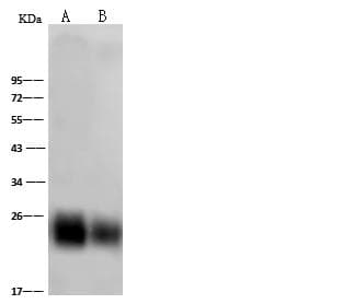 THY1 / CD90 Antibody (Preservative Free)
