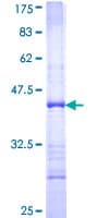 Human DFFB Protein (Recombinant GST, N-terminus)