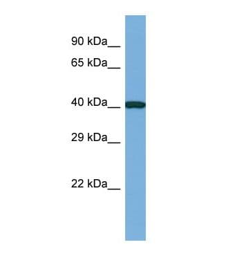 CASS4 Antibody (N-Terminus)