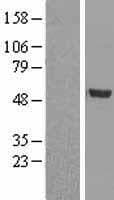 Human GDF2 / BMP9 Protein (Over-Expression Lysate Myc-DDK (Flag))